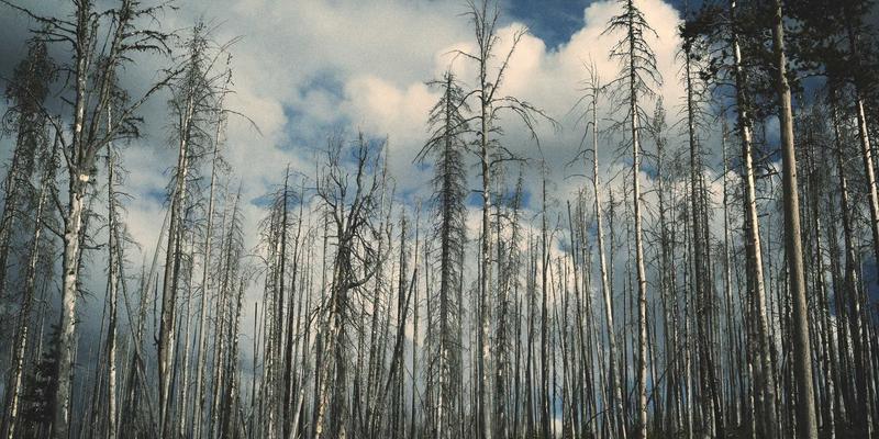 0954U53:连接本地生活与便民服务的数字新纽带