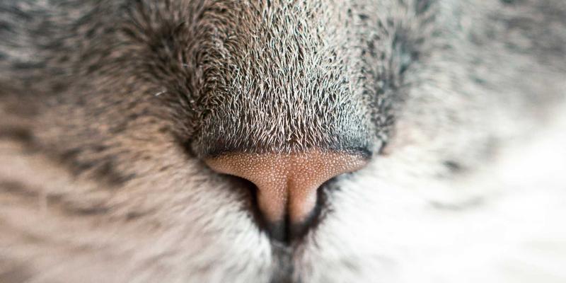 0954U商务本视频会议优化全攻略：麦克风、摄像头与网络协作深度测评